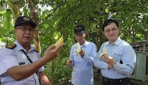 民进党带头“大吃香蕉”可是种植户们却更心痛了！