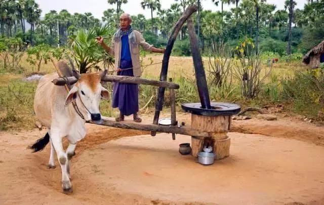 缅甸政府下令牛可自由出口,可商人们却说:这生