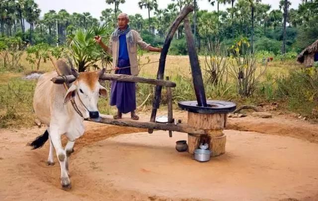 缅甸政府下令牛可自由出口,可商人们却说:这生