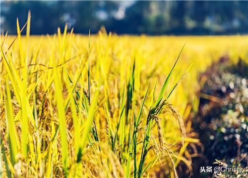 2019年水稻保护价还有吗?