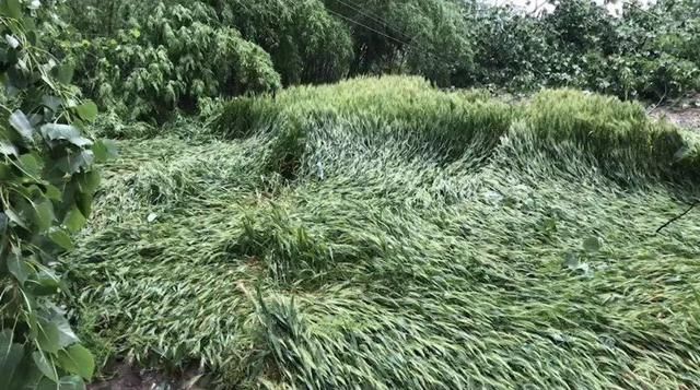 明天有暴雨！多图震撼直击：阜阳昨天的10级大风，156毫米降水后