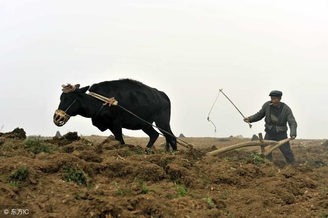 未来10年，农民哪些家畜可以养，哪些家畜要慎重？怎么才赚钱？