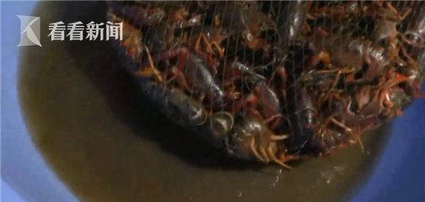 又快又干净?不法商贩竟用洁厕液洗龙虾!或影响人体免疫系统 fg电子和mg电子平台秤
