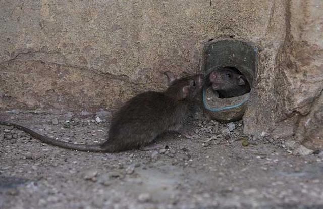 家里有老鼠怎么办才好 驱赶老鼠最有效的方法