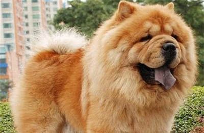 宠物店不愿意给松狮犬“美容”?原因有5个,科普一下吧! 钱柜老虎机