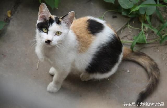 中华田园猫很“土”吗?媲美国外名猫的中国8大“土猫”!你养吗