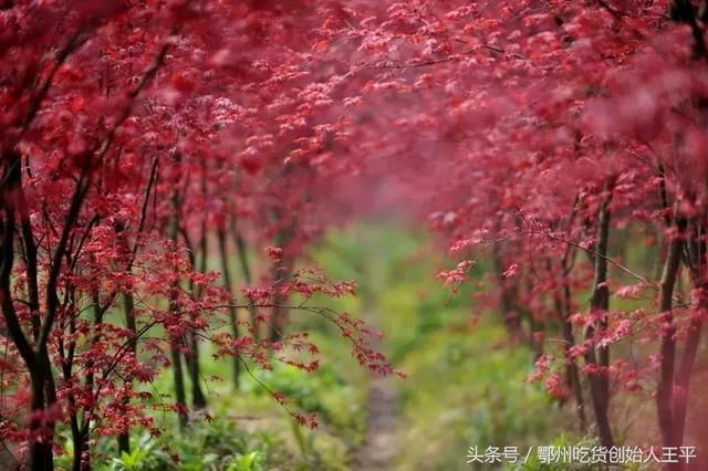 如果没有鄂州,湖北会变……