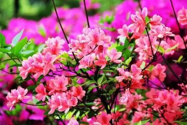 河南这5个地方的野生杜鹃山都染红了天！趁着假期赶紧看花去