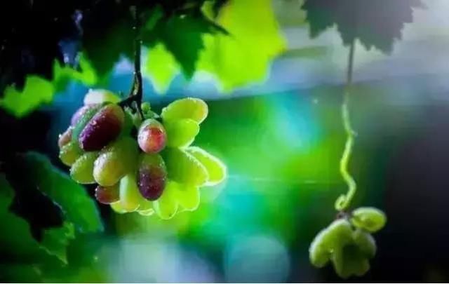 浙江丽水庆元旅游攻略|诗画莲湖,静等你来!