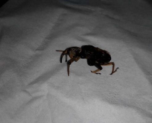 床上螨虫咬的症状图片:被螨虫咬伤的症状