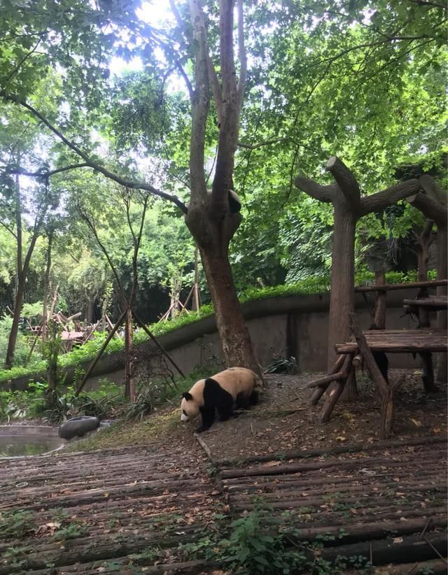 四川熊猫基地在成都哪里