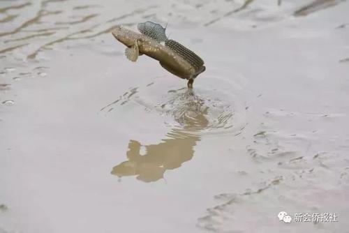 江门的这种鱼，被誉为“鱼类中的天才”！盛夏吃它正当时~丨寻味