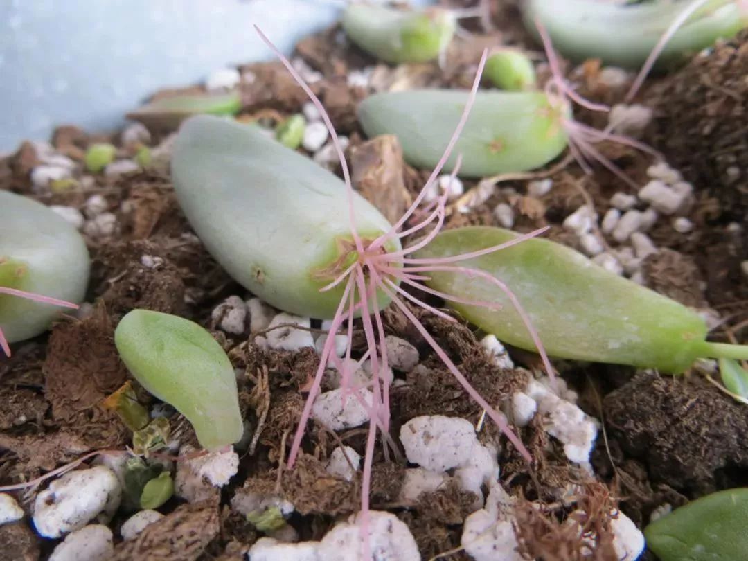 这些叶子肥厚的多肉植物可以直接扦插繁殖,叶
