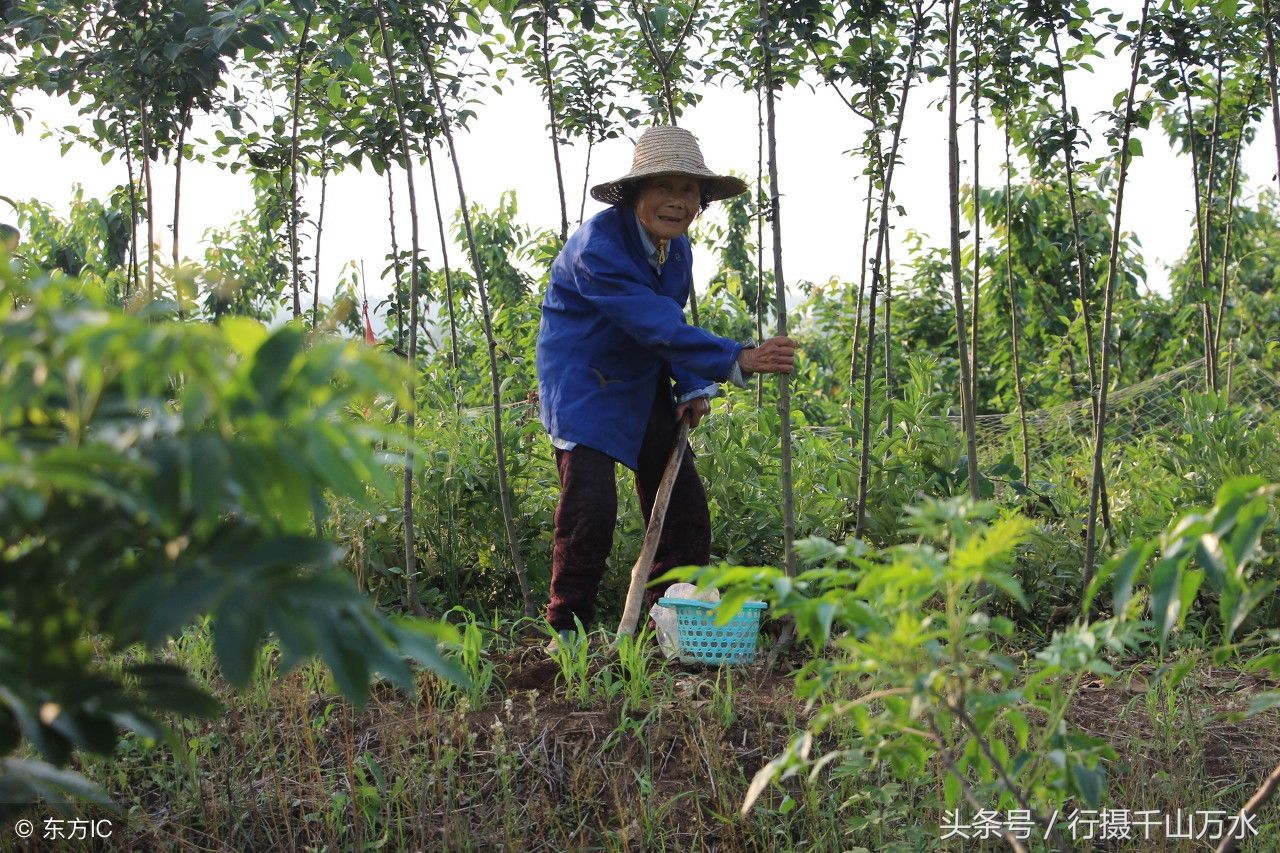 10张农村老人田间劳作的照片，看完让人思绪万千