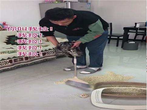 宠主:自己打翻的网友跪着也要扫完!猫砂吃图片搞笑图片完的了又胖:网上混图片