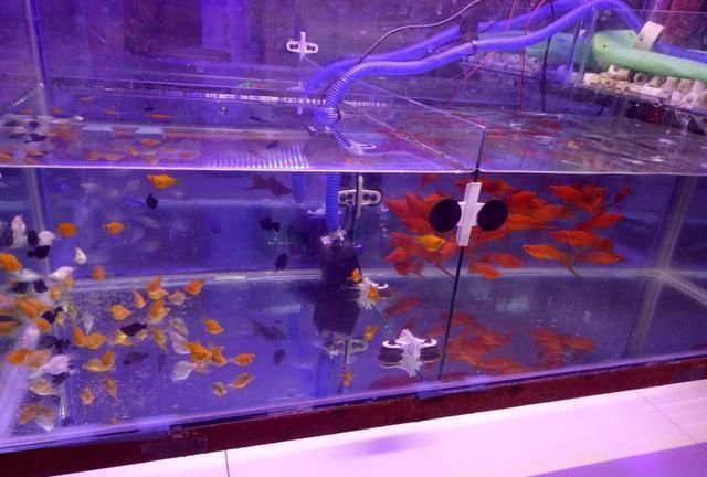 观赏鱼店里的鱼