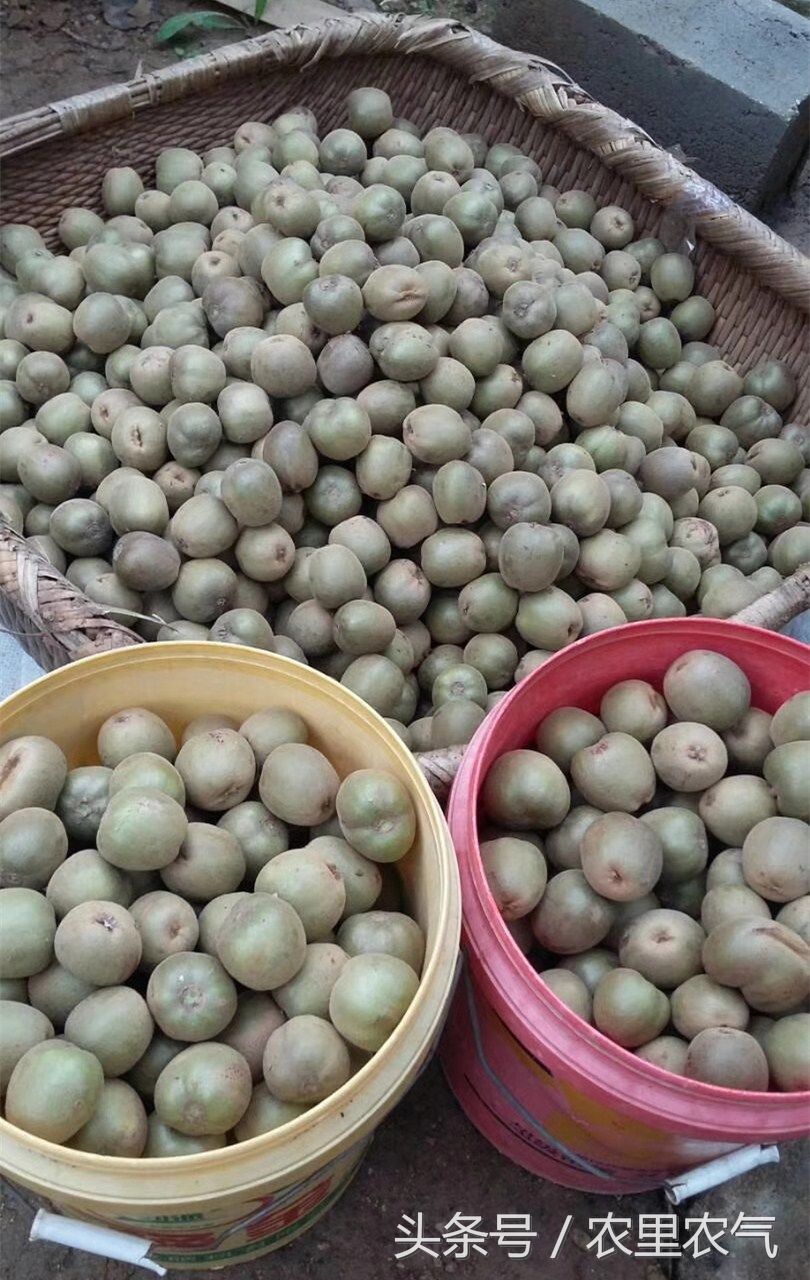 55岁农村失聪大哥,一个人种3亩稀罕水果,靠一