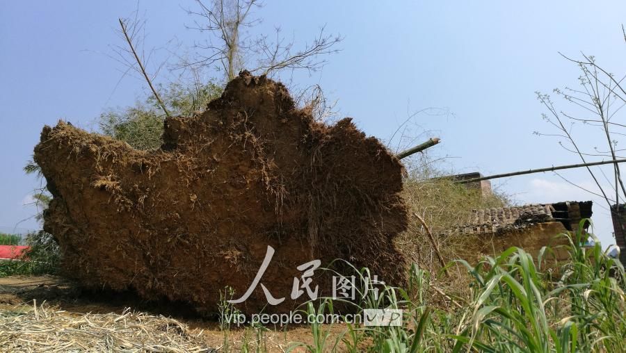 广西忻城遭短时雷雨大风 厂房被吹翻树木连根拔起