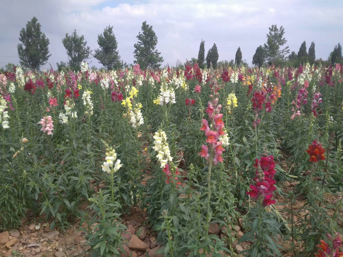 火山和抖音很火的网红吊桥,玩的人真的很多!