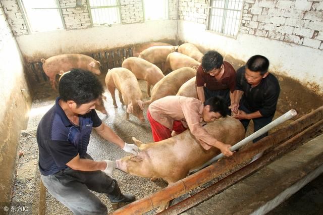 生猪价格连涨5天,可养殖户反应一线猪价无变化,是谁在捣鬼?
