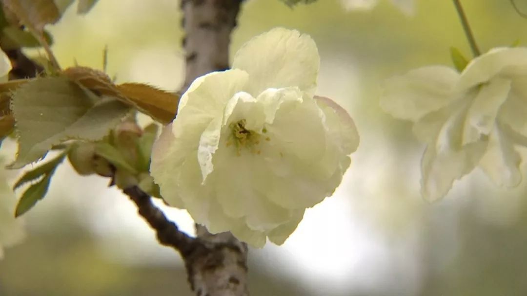 樱花还有绿色的？三潭映月这棵绿樱堪比“国宝级”大熊猫