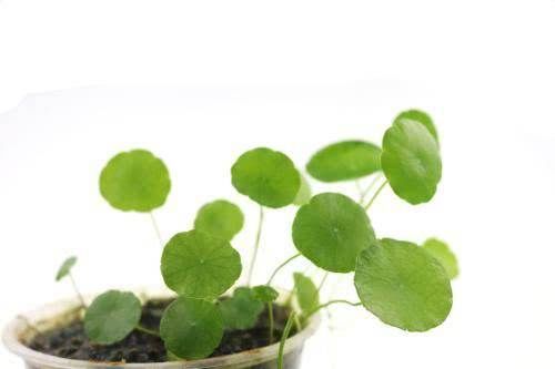 圆叶植物大汇总,寓意美好,富有特点!