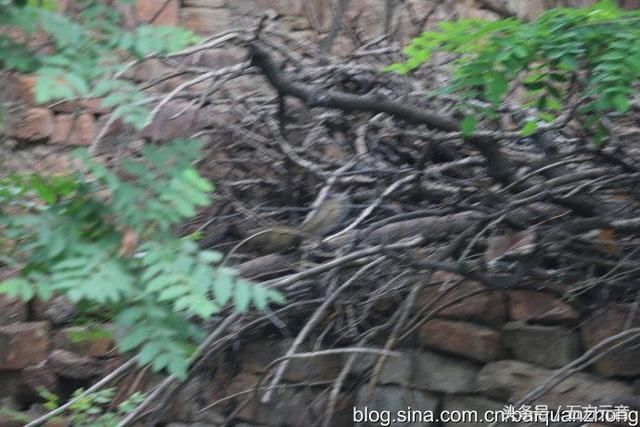 我的旅行日记“滹沱村”一个住在“桥”上的村落