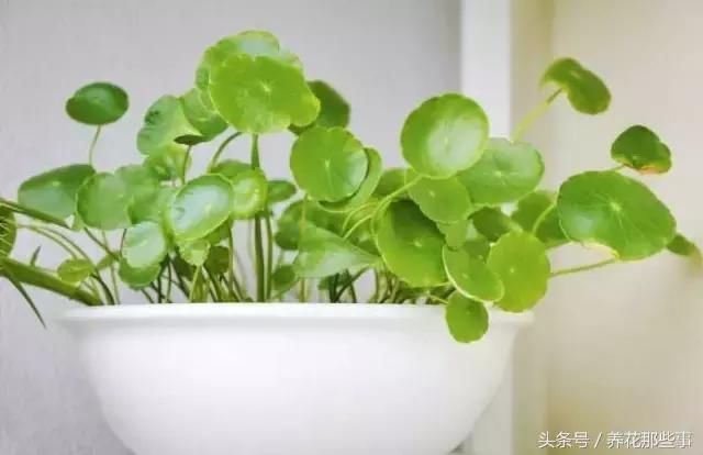 这7种花剪个叶子就能种活！你有养吗？