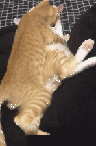 爆笑GIF: 只有养狗的人才懂洗狗的痛!