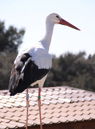 15张图直击各国国鸟