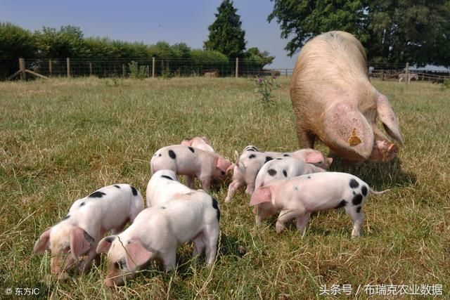 本周全国生猪均价稳中震荡，北方猪价整体较稳定，局地有所回涨