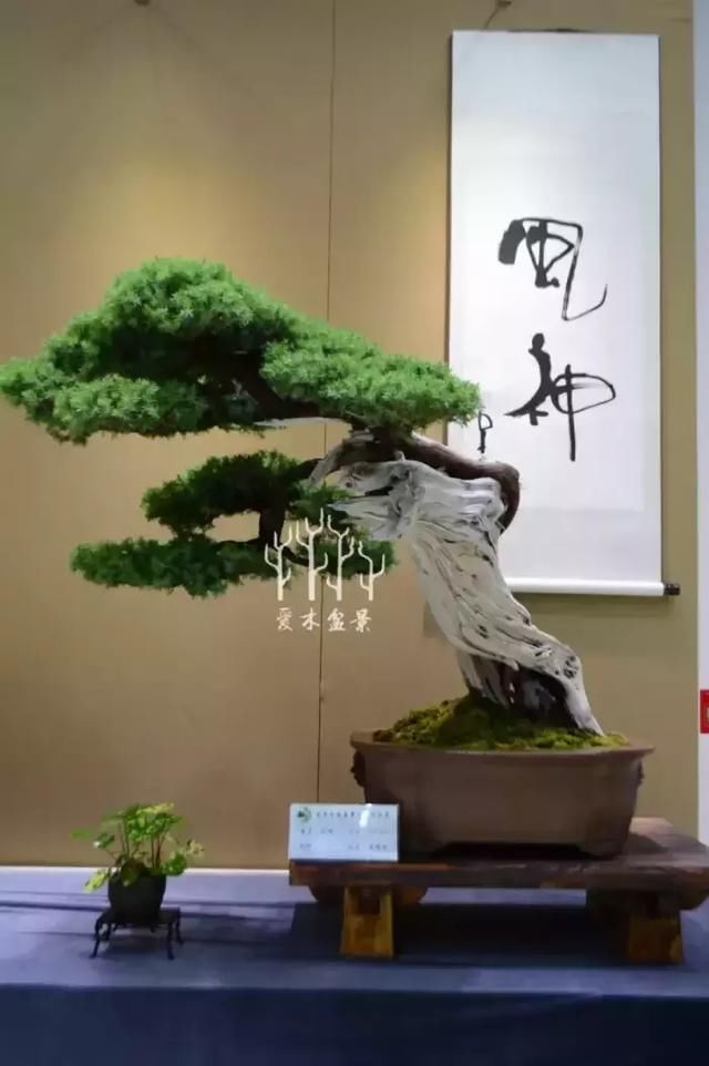 中国盆景大师史佩元盆景作品欣赏