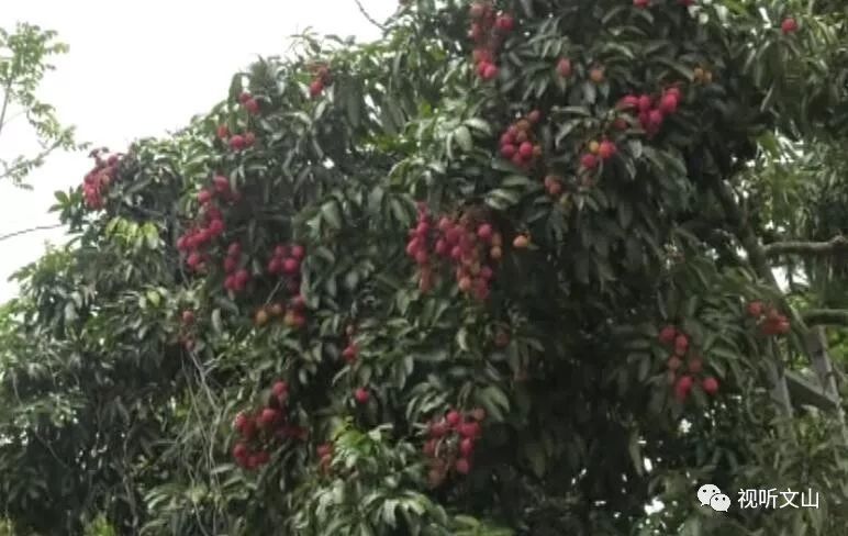 树龄超500年!麻栗坡发现云南最大古荔枝树!