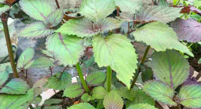 生长在野外的这植物,过去农民不重视,如今是药食两用的药材 pp电子娱乐平台