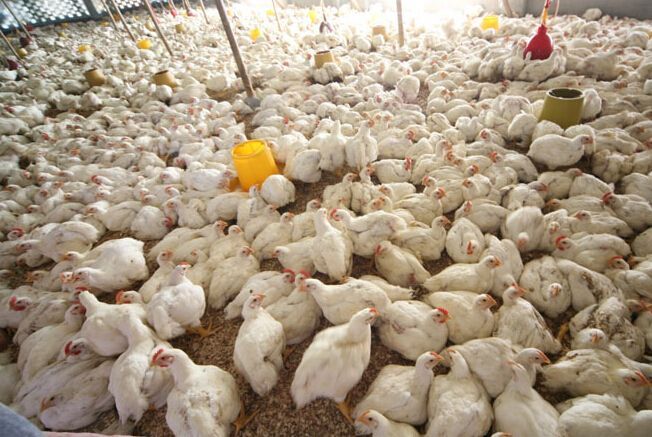 白羽鸡45天就能上餐桌,到底能吃不?