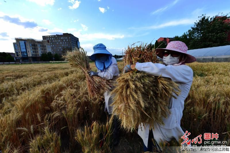 北京“最贵麦田”开始收割，在四环内，附近房价每平米12万元