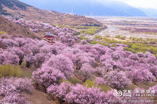 赏别样野生桃花 2018林芝桃花节29日开幕