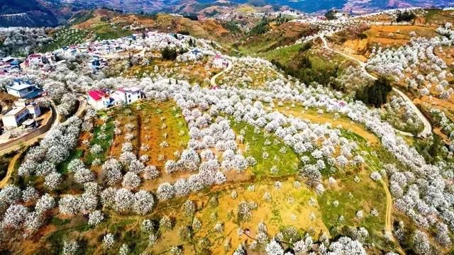 云南一场“梨花雨”，开出了地球上最美的春天！