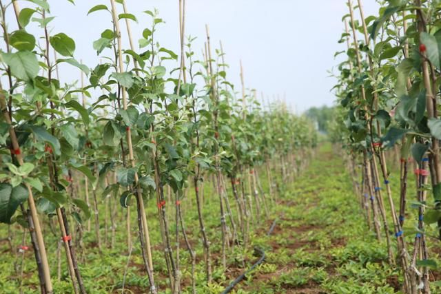 苹果树栽培技术｜新建果园六管理