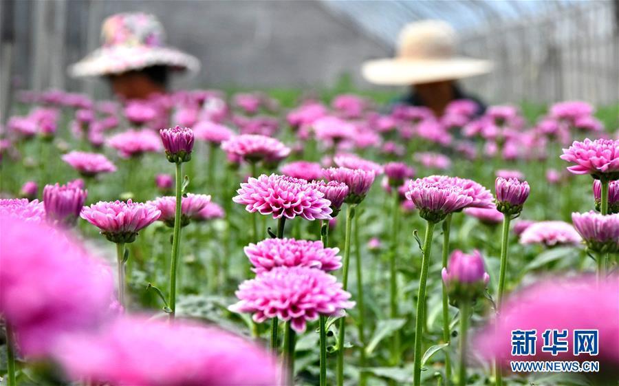 山东沂源: 特色+ 助推新型农业发展_【快资讯】