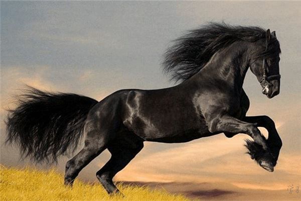 1978年属马今年财运和运气如何?78年属马20