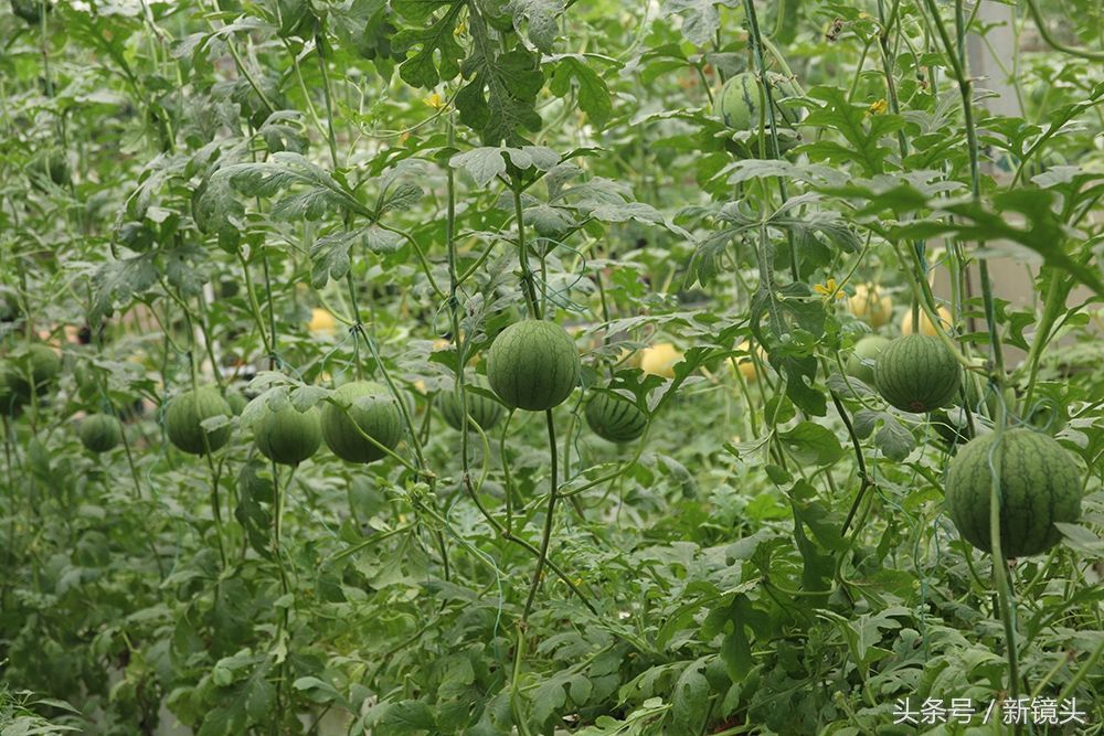 空中种牛蒡、管道里栽蔬菜，这样的菜蔬种植方法你见过吗