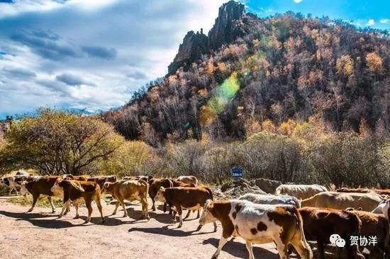 金秋赤峰赛罕乌拉美如仙境，简直是内蒙草原牧民的七彩天堂