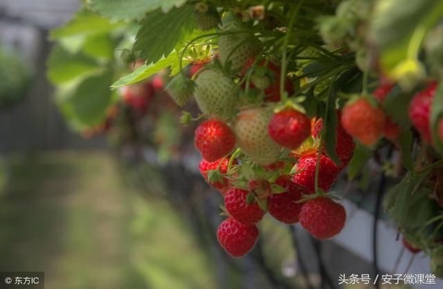 草莓庄园如何做到用免费模式自己赚钱的同时还带领农民赚钱