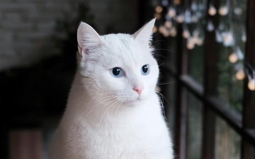 为啥猫咪看到主人视频,会伤心落泪呢?背后故事