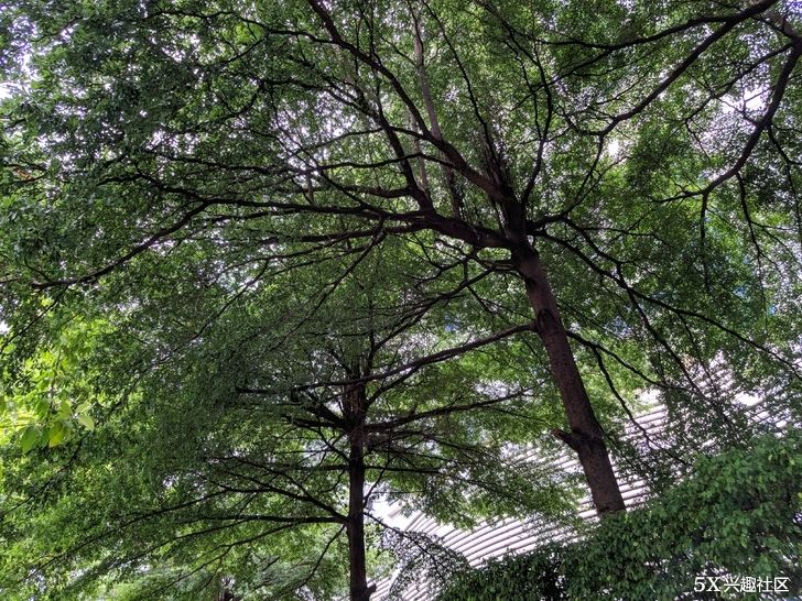 鸡血三星note8智斗华为P20PRO!拍照!