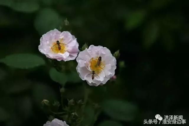 今春洪泽湖古堰景区的蔷薇、槐花约好了似的，一夜间都绽放了！