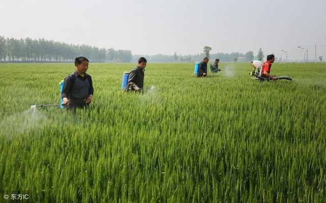 小麦灌浆期，以下2点高产措施，农民朋友要特别注意!