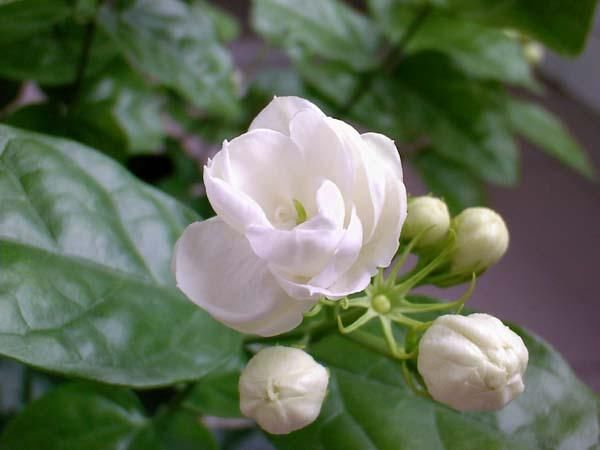 茉莉花要舍得修剪，这样才能株型好花开多，附上图文修剪生长过程