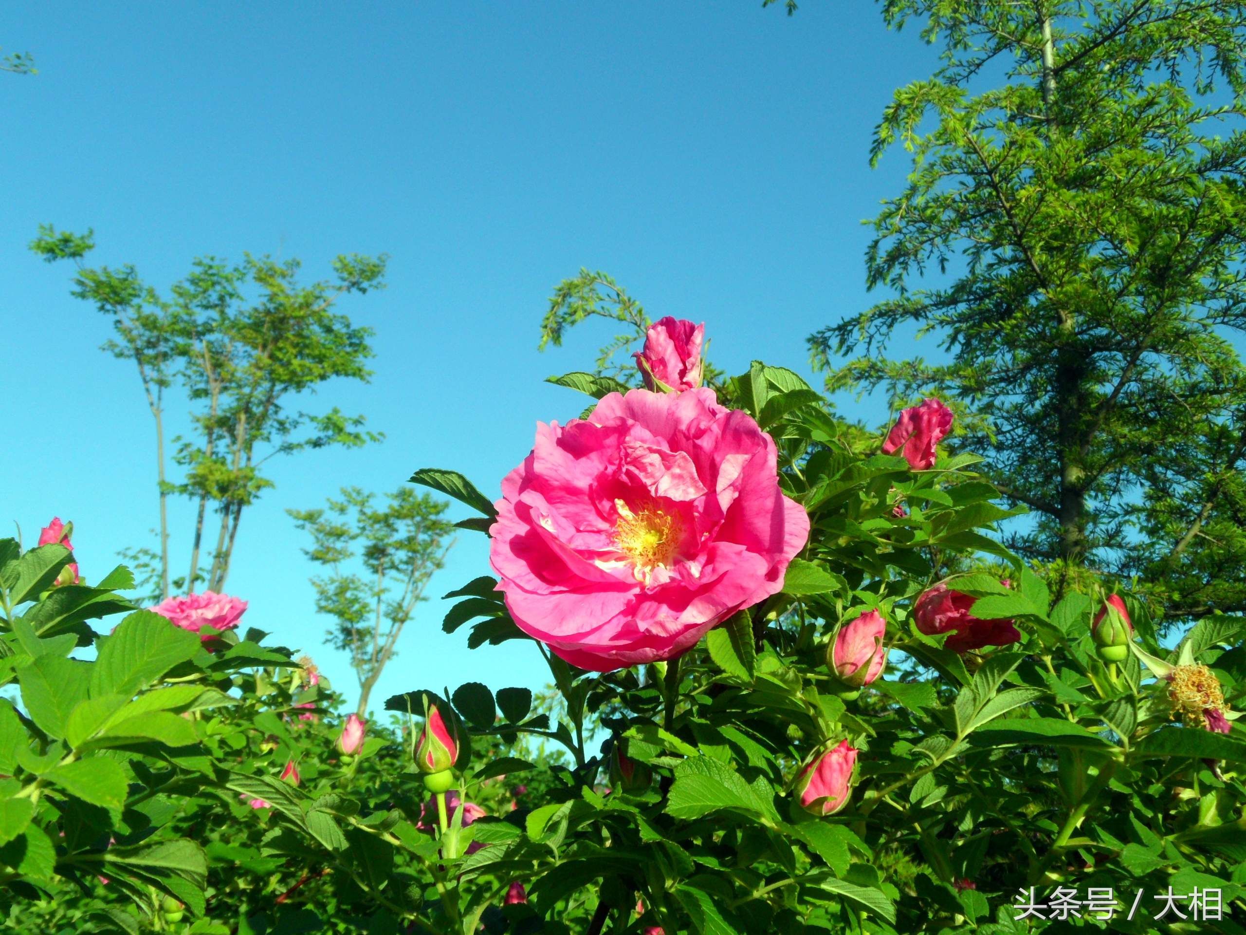 乳山金牛山公园:玫瑰花开香四溢，朵朵鲜花枝头立